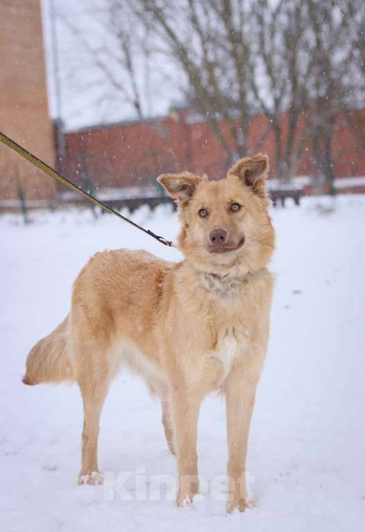 Собаки в Москве: Красавица Эмми ищет дом Девочка, Бесплатно - фото 3
