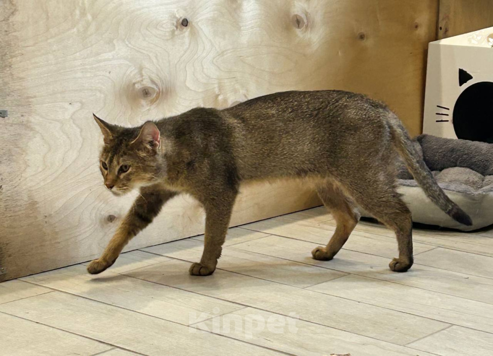 Кошки в других городах Московской области: Найдена кошка Чаузи с котенком Девочка, 5 000 руб. - фото 4