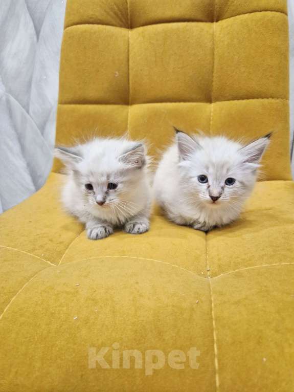 Кошки в Санкт-Петербурге: Малыши самые нежные Мальчик, 27 000 руб. - фото 1