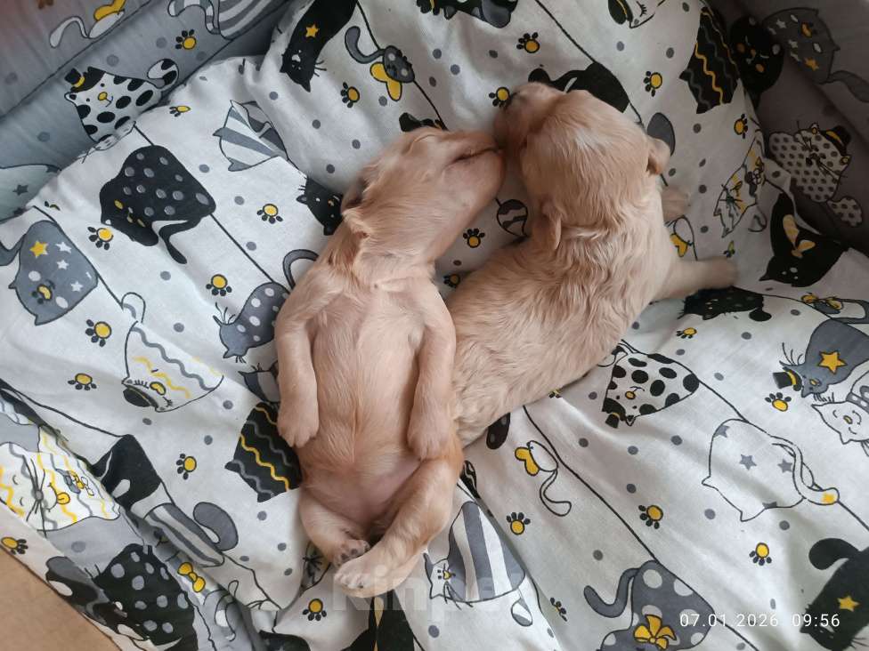 Собаки в Краснодаре: Продаю мальтипу  f1, дата рождения 28.12.2025. Мама мальтийская болонка, папа той пудель Китай Девочка, 80 000 руб. - фото 4