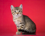 Кошки в Москве: Очаровательный ручной котенок Чип в добрые руки Мальчик, 1 руб. - фото 2
