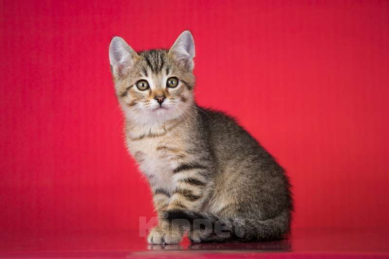 Кошки в Москве: Очаровательный ручной котенок Чип в добрые руки Мальчик, 1 руб. - фото 2