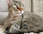Кошки в Лосином-Петровском: Сфинкс-браш 2 года Девочка, 7 руб. - фото 2