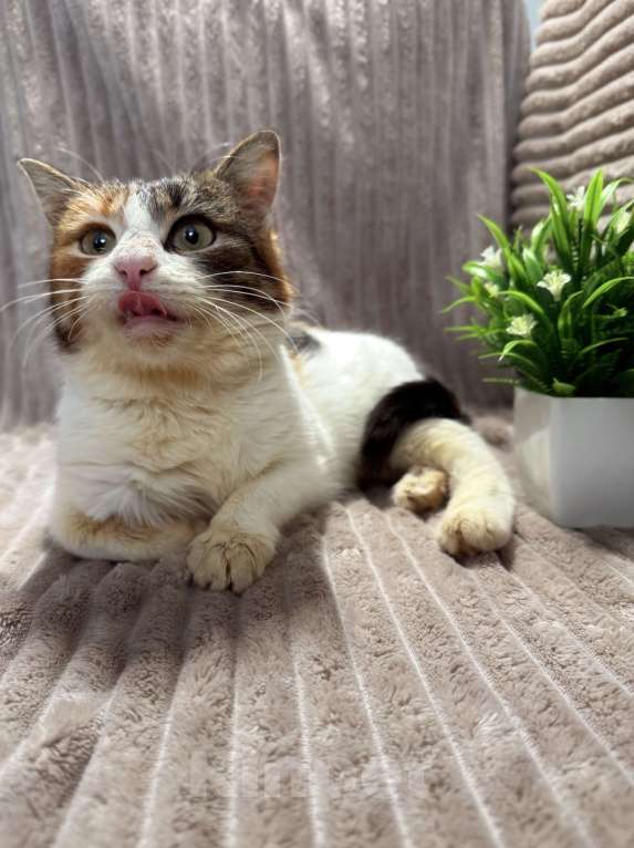 Кошки в Москве: Ирис ищет дом ‼️ Девочка, Бесплатно - фото 8