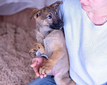 Собаки в Ногинске: Шанель - щенок в поиске дома Девочка, Бесплатно - фото 8