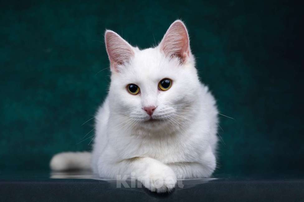 Кошки в Москве: Зефир ищет дом Мальчик, Бесплатно - фото 2