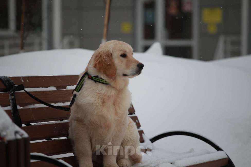 Собаки в Москве: Золотистый ретривер  Мальчик, 90 000 руб. - фото 2