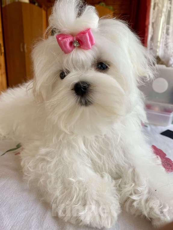 Собаки в Москве: Подрощенная девочка Мальтийской болонки 6 месяцев  Девочка, 150 000 руб. - фото 8
