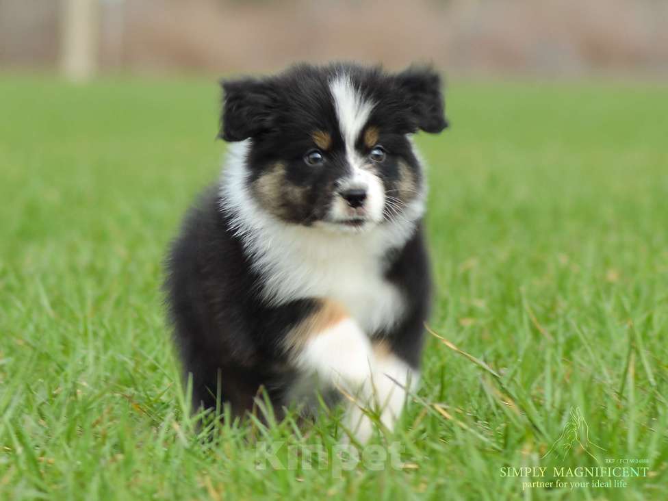 Собаки в других городах Московской области: щенки австралийской овчарки (аусси) РКФ Разнополые, Бесплатно - фото 2