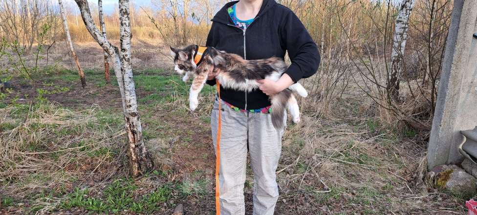 Кошки в Москве: Детки Мейн кун Девочка, 27 000 руб. - фото 7