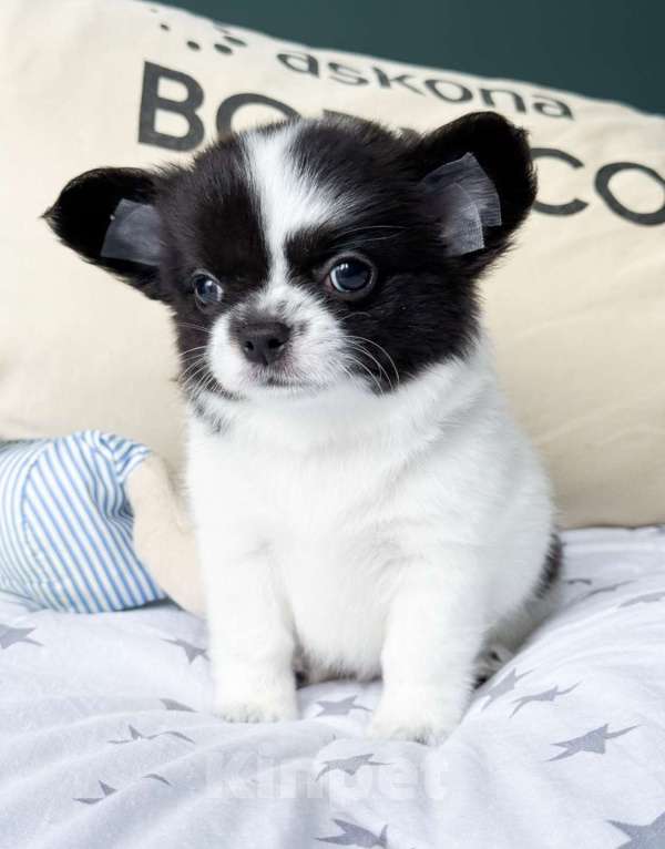 Собаки в Москве: Красавчик мальчик  Мальчик, 50 000 руб. - фото 3