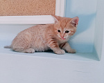 Кошки в Санкт-Петербурге: Монастырские котята Разнополые, Бесплатно - фото 3