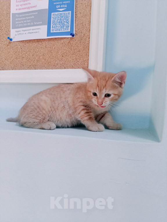 Кошки в Санкт-Петербурге: Монастырские котята Разнополые, Бесплатно - фото 3