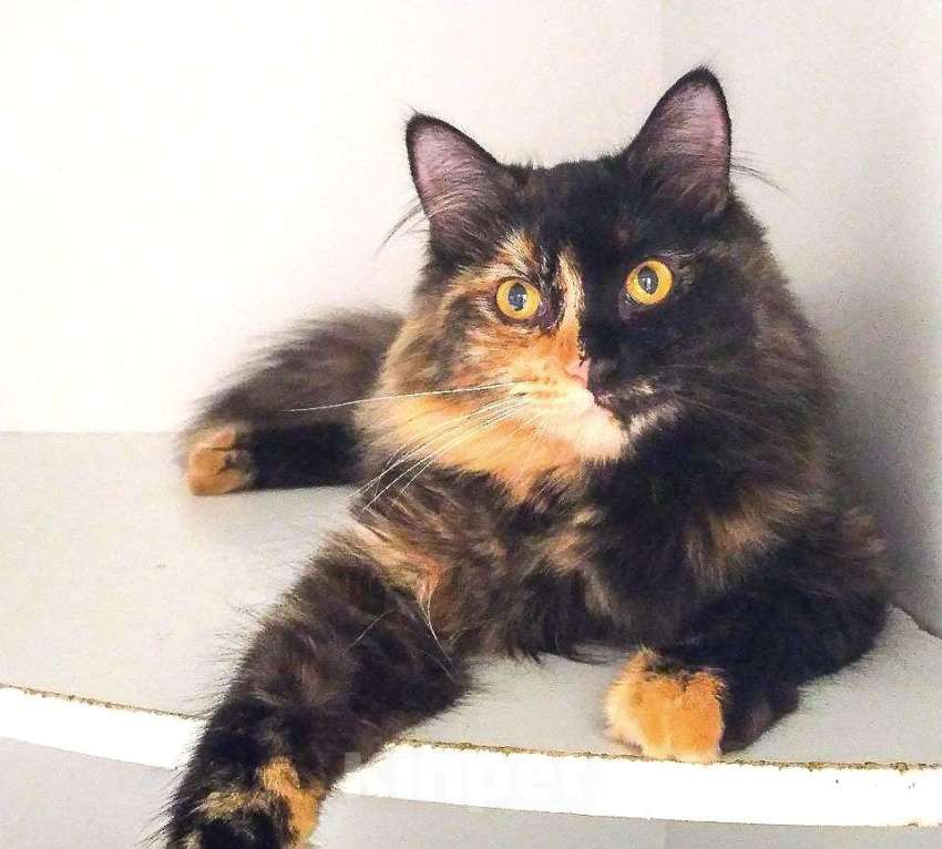 Кошки в Королеве: Кошечка Шелли ищет семью Девочка, Бесплатно - фото 5
