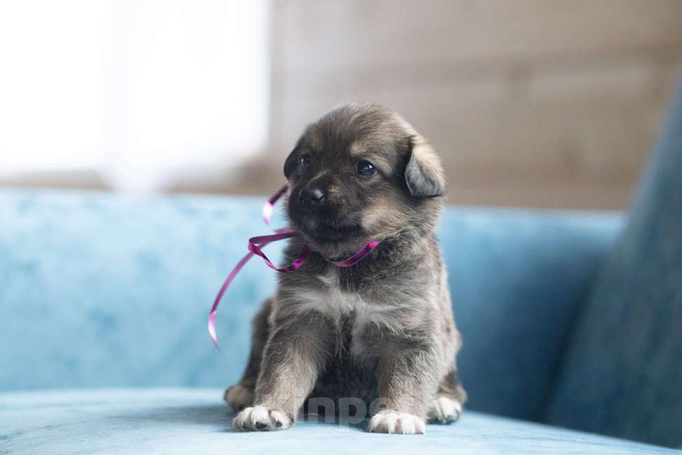 Собаки в Москве: Машенька ищет дом Девочка, Бесплатно - фото 3