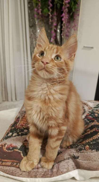 Кошки в Санкт-Петербурге: котенок мейн-кун# Мальчик, 45 000 руб. - фото 3