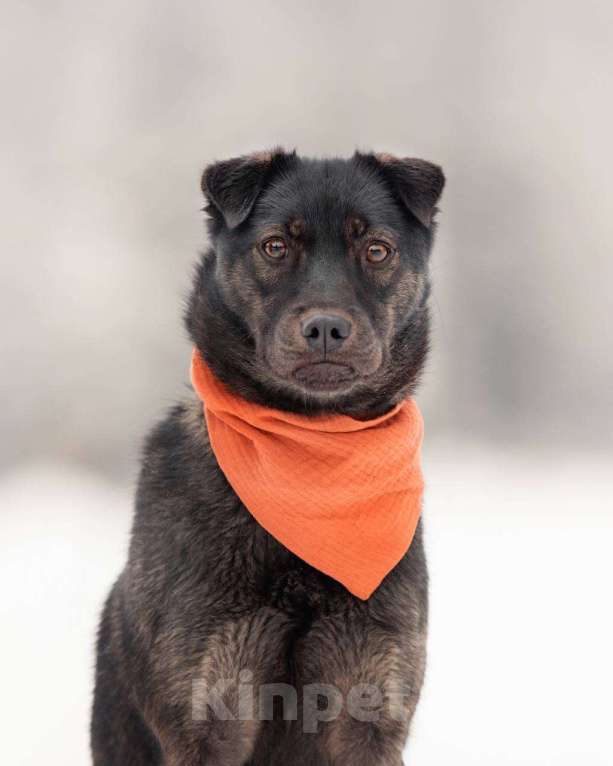 Собаки в других городах Московской области: Кайли исполненная смысла ищет дом) Девочка, Бесплатно - фото 10