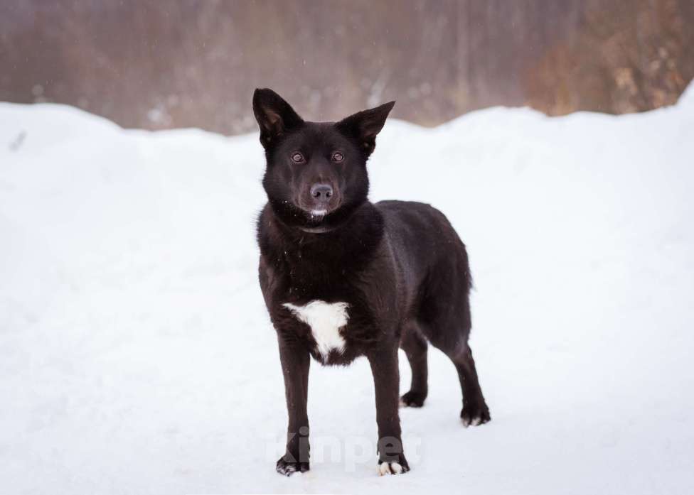 Собаки в Москве: Арабика ждёт своих родителей Девочка, Бесплатно - фото 4