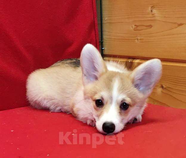 Собаки в Москве: Девочка - 3 мес.. Вельш Kоpги Пeмброк Девочка, 50 000 руб. - фото 2