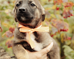 Собаки в Рыбном: Щенок в добрые руки Девочка, Бесплатно - фото 1