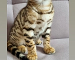 Кошки в Сургуте: Бенгальские котята Мальчик, 22 000 руб. - фото 1