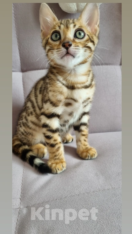 Кошки в Сургуте: Бенгальские котята Мальчик, 22 000 руб. - фото 1