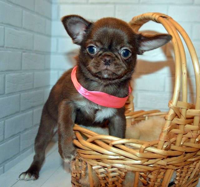 Собаки в Санкт-Петербурге: Шоколадная эксклюзивная девочка. Девочка, 60 000 руб. - фото 2