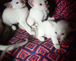 Кошки в Острогожске: Сиамская, 12 000 руб. - фото 3