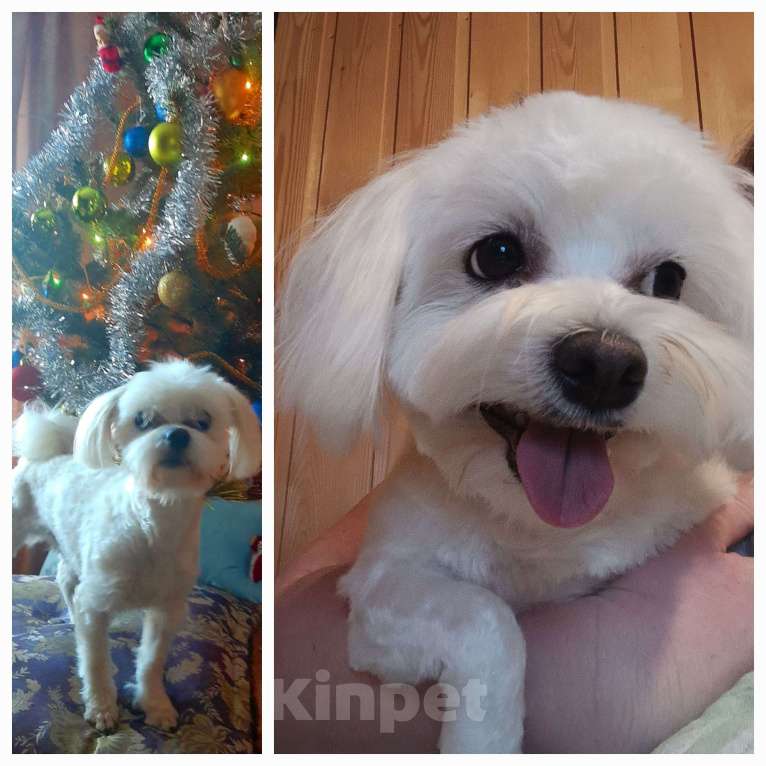 Собаки в Подольске: Мальчик мальтийской болонки Мальчик, 25 000 руб. - фото 1