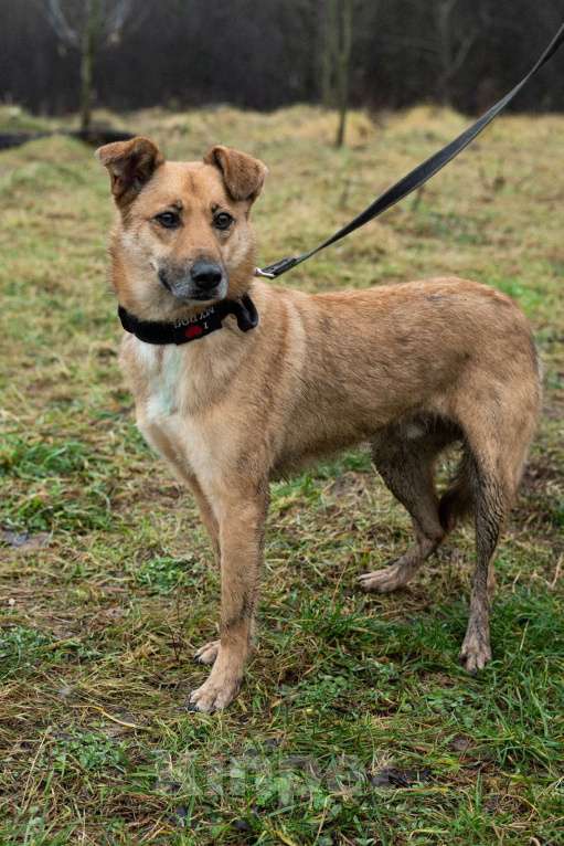 Собаки в Москве: Рыжее чудо Родион Мальчик, Бесплатно - фото 5