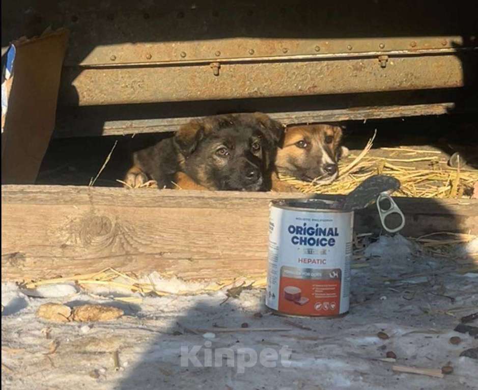 Собаки в Сертолово: Щенки ищут добрые и заботливые ручки Мальчик, Бесплатно - фото 2