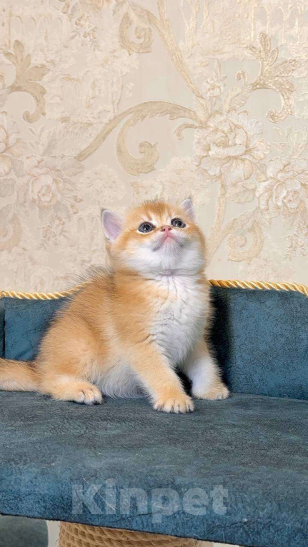 Кошки в Москве: Гламурчик Мальчик, 60 000 руб. - фото 2