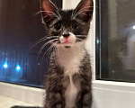 Кошки в Саранске: Котенок (девочка) ищет дом Девочка, Бесплатно - фото 2