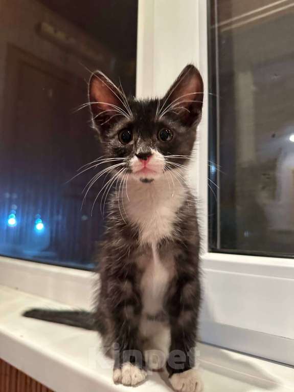 Кошки в Саранске: Котенок (девочка) ищет дом Девочка, Бесплатно - фото 2