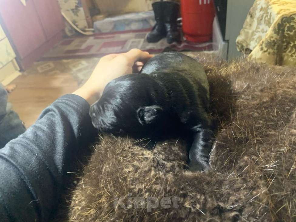 Собаки в других городах Ленинградской области: Продам щенков ризеншнауцера Мальчик, 30 000 руб. - фото 2