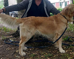 Собаки в Санкт-Петербурге: Золотистый ретривер ( голден ) вязка, окрас GOLD Мальчик, 50 руб. - фото 6