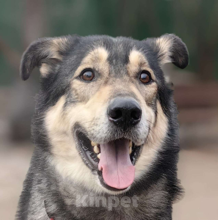 Собаки в Москве: Джек Мальчик, Бесплатно - фото 3