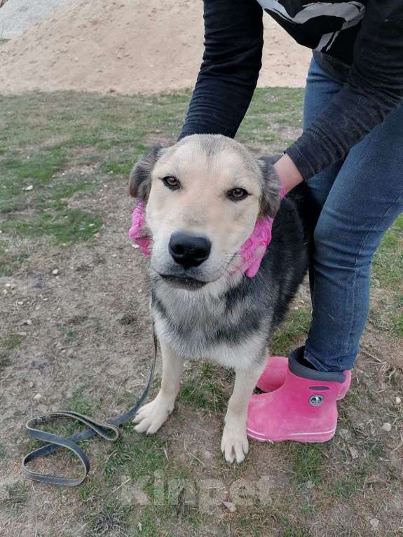 Собаки в Москве: Виччи почти вырос а дома все еще нет Мальчик, Бесплатно - фото 3