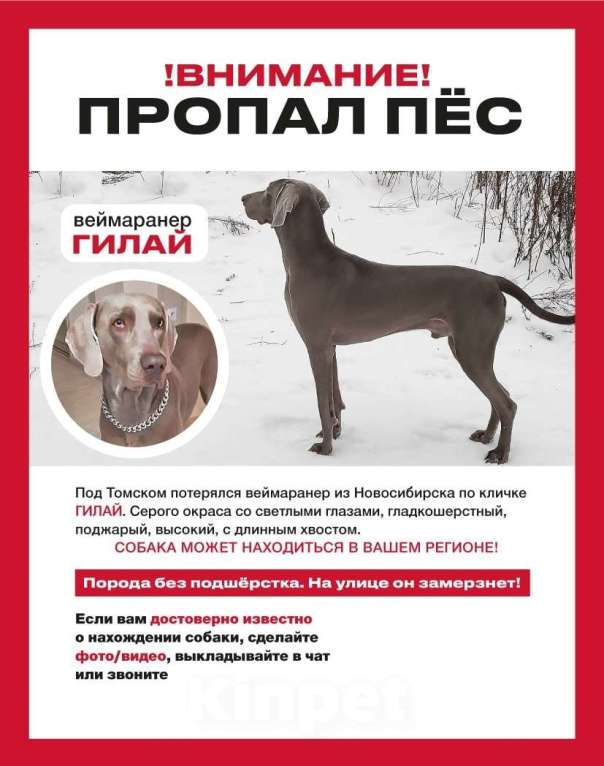 Собаки в других городах Томской области: Потерялся веймаранер из Новосибирска в Томской области по кличке Гилай Мальчик, 150 000 руб. - фото 2