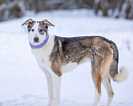 Собаки в Солнечногорске: Спокойная, мудрая девочка, 1 год Девочка, Бесплатно - фото 3