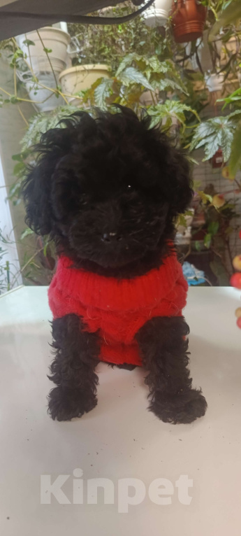 Собаки в других городах Московской области: Той пуделята.  Девочка, 45 000 руб. - фото 4