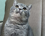 Кошки в Люберцах: Британский котёнок  Мальчик, 25 000 руб. - фото 7