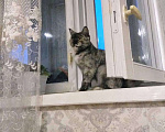 Кошки в Нижнем Новгороде: Асюша ищет новый дом Девочка, 1 руб. - фото 1