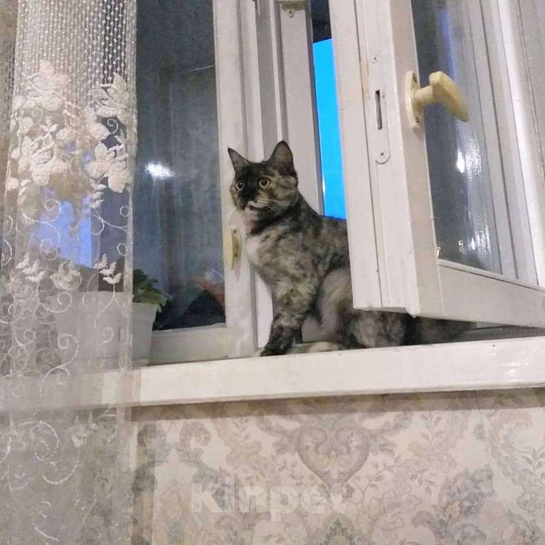 Кошки в Нижнем Новгороде: Асюша ищет новый дом Девочка, 1 руб. - фото 1