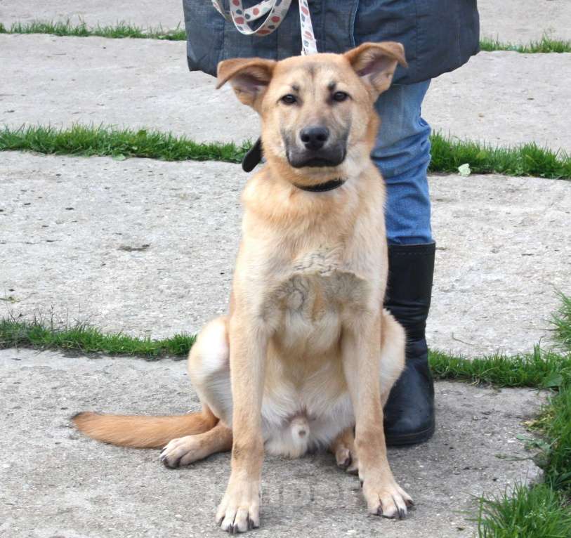 Собаки в Москве: Умный, жизнерадостный, добрый подросток Рэм в поисках своей родной семьи  Мальчик, Бесплатно - фото 2