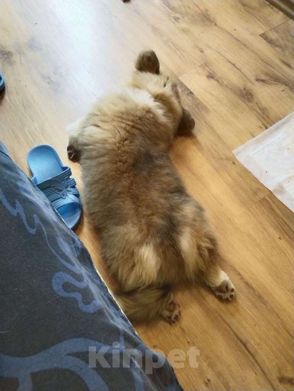 Собаки в Севастополе: Корги флаффи Мальчик, 50 000 руб. - фото 4