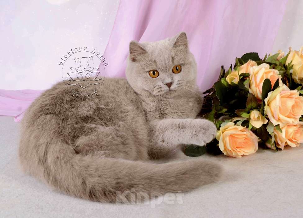 Кошки в Санкт-Петербурге: Британская кошечка теплого лилового окраса Девочка, 10 000 руб. - фото 5
