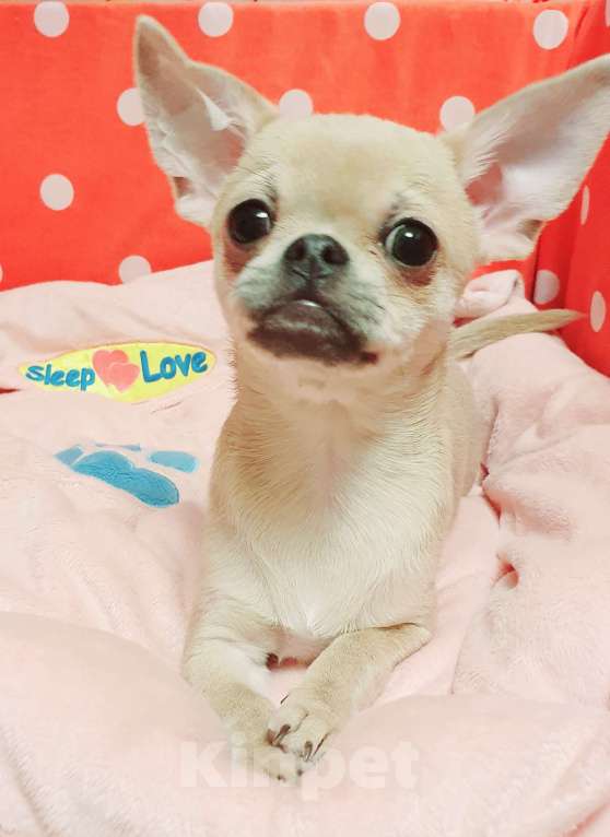 Собаки в Москве: Щенки чихуахуа Девочка, 30 000 руб. - фото 1