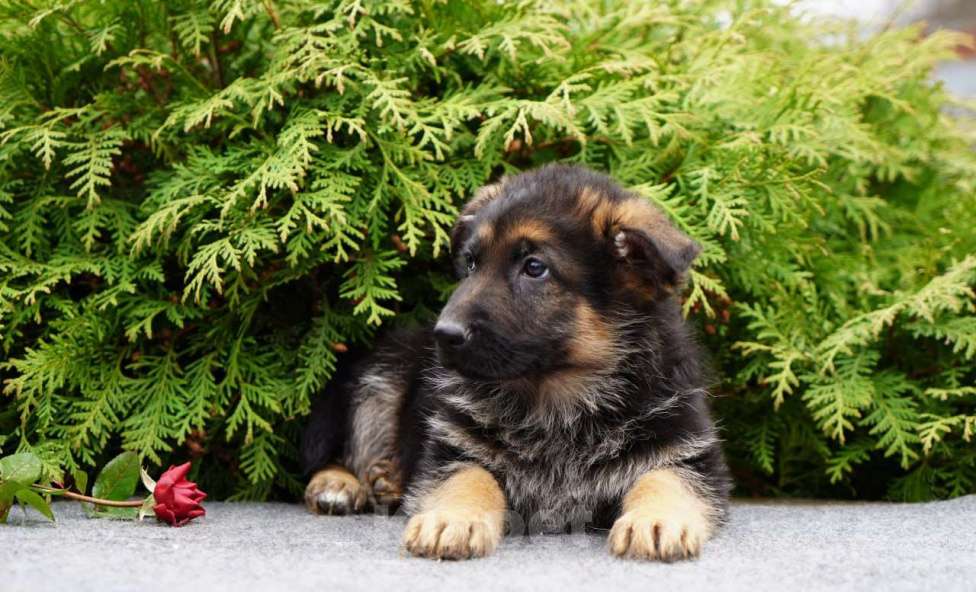 Собаки в Москве: Немецкая овчарка щенок Мальчик, 50 000 руб. - фото 3