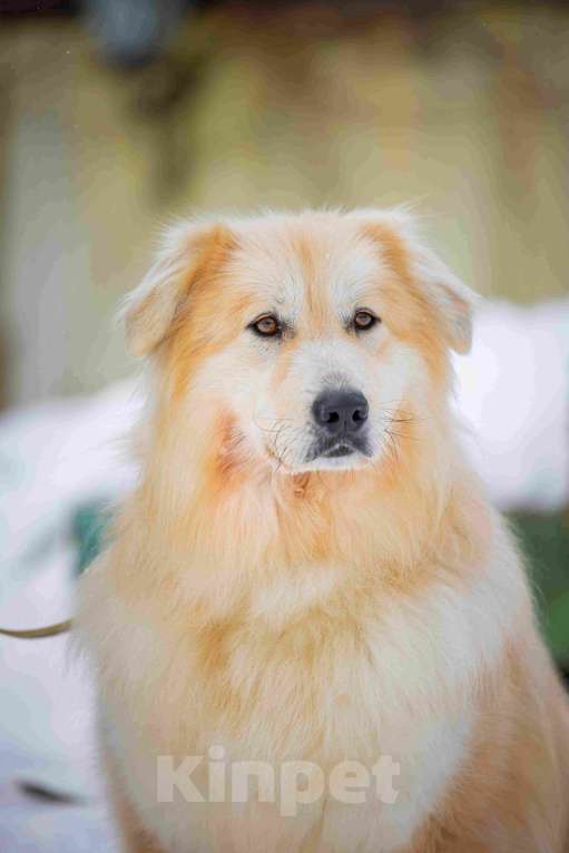 Собаки в Москве: Пушистая, добрая, красивая собака Уля в добрые руки Девочка, Бесплатно - фото 4